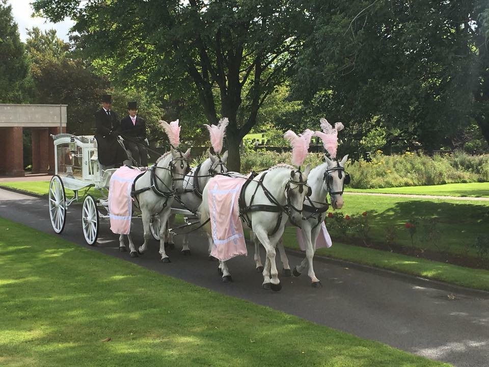 White horses with pink plumes drawing a white carriage in a cemetery